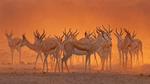 thumbnails/thumbnail_20210602-EstoshaSpringbok_EN-US8878416660_1920x1080
