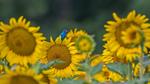 thumbnails/thumbnail_20210607-BuntingBird_EN-US8373607335_1920x1080