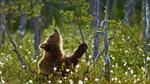 thumbnails/thumbnail_20210613-FinlandBrownBear_EN-US9193102113_1920x1080