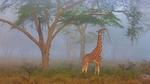 thumbnails/thumbnail_20210621-RothschildGiraffe_EN-US4621962761_1920x1080