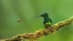 thumbnails/thumbnail_20210625-Heliodoxa_EN-US5338295561_1920x1080