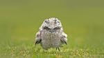 thumbnails/thumbnail_20210706-TawnyFrogmouth_EN-US4707407967_1920x1080