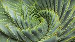 thumbnails/thumbnail_20210711-SpiralAloe_EN-US6880291357_1920x1080