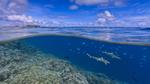 thumbnails/thumbnail_20210714-SharkAwareness_EN-US7444020818_1920x1080