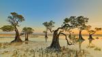 thumbnails/thumbnail_20210726-DancingTrees_EN-US9480266344_1920x1080