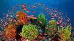 thumbnails/thumbnail_20210728-SeaGoldie_EN-US9625167980_1920x1080