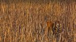 thumbnails/thumbnail_20210729-PantheraTigris_EN-US9729163497_1920x1080