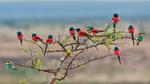 thumbnails/thumbnail_20210731-TanzaniaBeeEater_EN-US6785378427_1920x1080