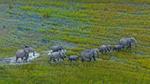 thumbnails/thumbnail_20210812-OkavangoHerd_EN-US9805568447_1920x1080