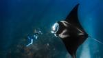 thumbnails/thumbnail_20210819-GiantManta_EN-US0573503252_1920x1080