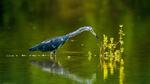 thumbnails/thumbnail_20210823-LittleBlueHeron_EN-US0980028207_1920x1080