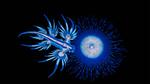 thumbnails/thumbnail_20210826-SeaSwallow_EN-US1134590280_1920x1080