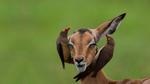 thumbnails/thumbnail_20210828-Mpumalanga_EN-US2361653913_1920x1080