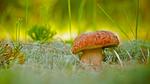 thumbnails/thumbnail_20210901-Porcini_EN-US2729999043_1920x1080