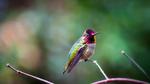 thumbnails/thumbnail_20210904-AnnasHummingbird_EN-US3031304085_1920x1080