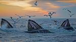 thumbnails/thumbnail_20210907-MassachusettsHumpbacks_EN-US3647778341_1920x1080