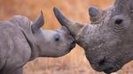 thumbnails/thumbnail_20210922-BabyRhino_EN-US4289854732_1920x1080