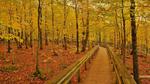 thumbnails/thumbnail_20210925-PorkiesTrail_EN-US1052871697_1920x1080