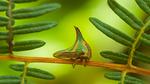 thumbnails/thumbnail_20210927-PicoThorn_EN-US1190797847_1920x1080