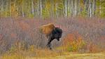 thumbnails/thumbnail_20210929-WoodBison_EN-US1315596860_1920x1080