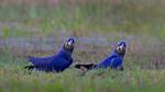 thumbnails/thumbnail_20211001-HyacinthMacaws_EN-US1453969015_1920x1080