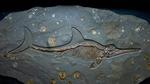 thumbnails/thumbnail_20211013-IchthyosaurFossil_EN-US7828457812_1920x1080