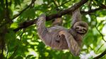 thumbnails/thumbnail_20211020-SmileySloth_EN-US8588687884_1920x1080