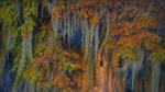 thumbnails/thumbnail_20211021-AtchafalayaMoss_EN-US8649119304_1920x1080