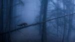 thumbnails/thumbnail_20211026-RedFoxBlackForest_EN-US4823848176_1920x1080