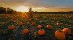 thumbnails/thumbnail_20211027-NewtonPumpkins_EN-US4897949591_1920x1080