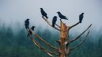 thumbnails/thumbnail_20211029-UnkindnessRavens_EN-US5051823062_1920x1080