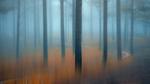 thumbnails/thumbnail_20211030-MistyForest_EN-US5261676101_1920x1080