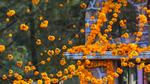 thumbnails/thumbnail_20211102-MarigoldsLosMuertos_EN-US5597948262_UHD