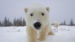 thumbnails/thumbnail_20211108-ChurchillBears_EN-US8757524982_1920x1080
