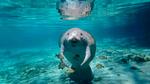 thumbnails/thumbnail_20211115-FloridaManatee_EN-US9136189368_1920x1080