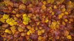 thumbnails/thumbnail_20211118-TisaBohemian_EN-US4154092405_UHD