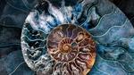 thumbnails/thumbnail_20211123-AmmoniteShell_EN-US5528406530_1920x1080