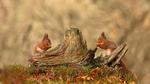 thumbnails/thumbnail_20211125-SquirrelsCairngorms_EN-US5854811896_1920x1080