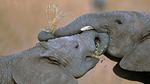 thumbnails/thumbnail_20211130-ElephantGiving_EN-US6321886502_1920x1080