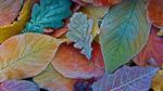 thumbnails/thumbnail_20211203-FrostLeaves_EN-US1373620502_UHD