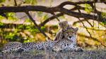 thumbnails/thumbnail_20211204-MotherCheetah_EN-US8957244847_1920x1080