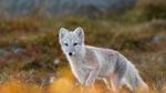 thumbnails/thumbnail_20211210-FoxDovrefjell_EN-US0110441003_1920x1080