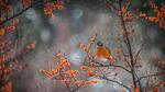 thumbnails/thumbnail_20211214-AmericanRobin_EN-US0648462541_1920x1080