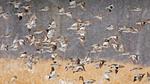 thumbnails/thumbnail_20211227-SnowBuntings_EN-US2049981598_1920x1080