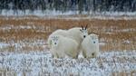 thumbnails/thumbnail_20211229-OreamnosAmericanus_EN-US2195826157_1920x1080