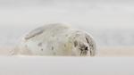 thumbnails/thumbnail_20220101-JonesBeachHarpSeal_EN-US0716413455_1920x1080