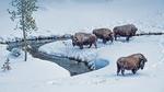 thumbnails/thumbnail_20220108-WinterBison_EN-US1438810655_UHD