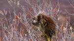 thumbnails/thumbnail_20220111-PorcupineWillow_EN-US1683070352_UHD