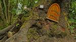 thumbnails/thumbnail_20220118-AshdownForest_EN-US1230205282_UHD