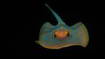 thumbnails/thumbnail_20220127-RibbontailStingray_EN-US2193500448_UHD